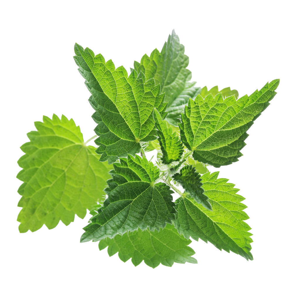 Екстракт от коприва